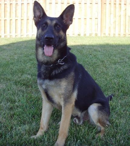 Deputy Arko
